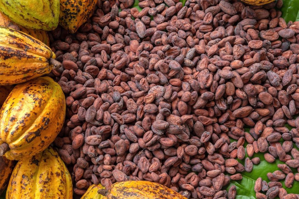 Premium Cameroon cocoa bean wholesale