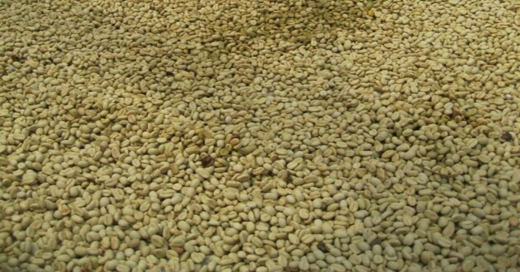 Premium Cameroon green coffee export
