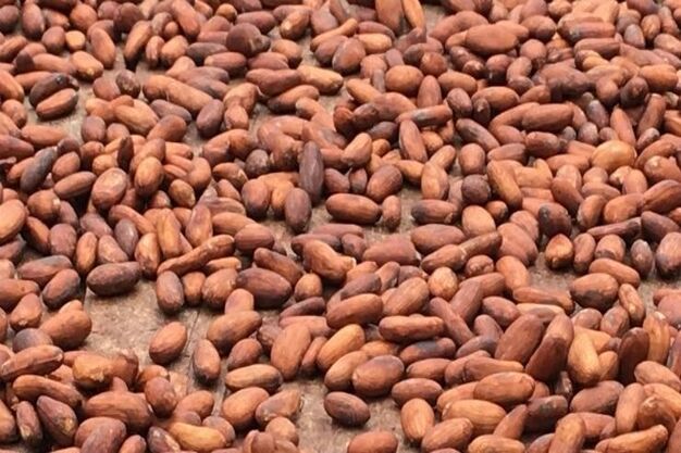 Premium Cameroon cocoa bean wholesale