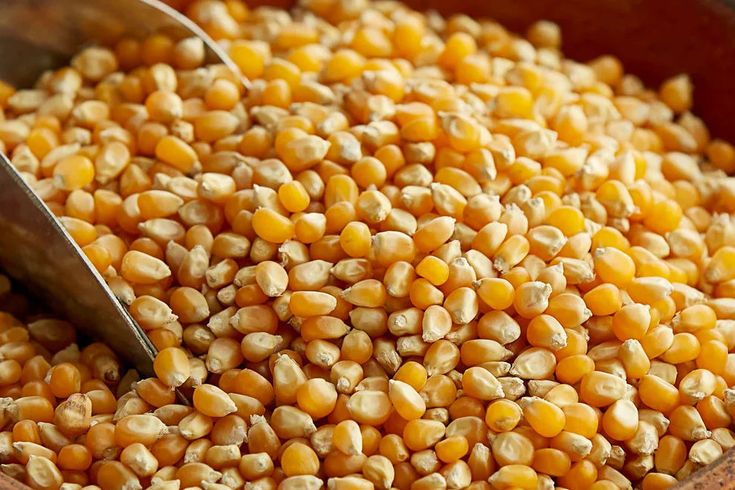 Bulk Cameroon yellow corn wholesale