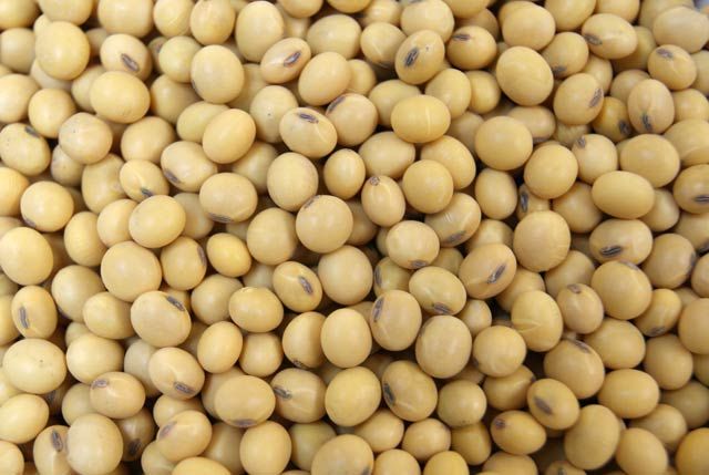 High-protein Cameroon soybean wholesale