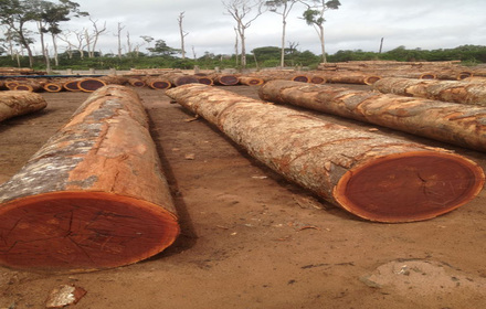 Sapelli wood price per cubic meter Cameroon export