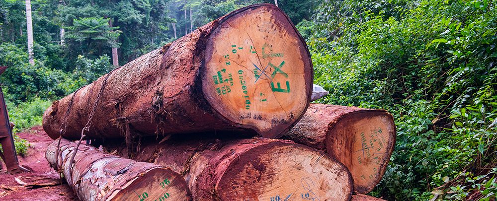 Sapelli wood price per cubic meter Cameroon export