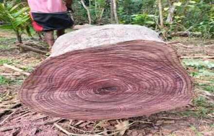 Okan wood direct mill price
